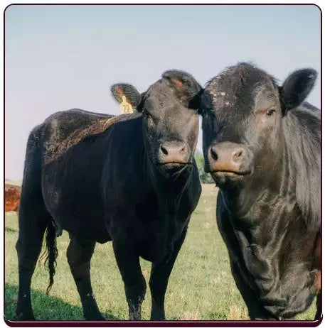 Locally Raised Beef from Bar W Beef: Full, 1/2, 1/4th, 1/8th or 1/16th Pasture-raised/Grain Finished Beef Shares As Low As $9.92lb finished (all fees included!)