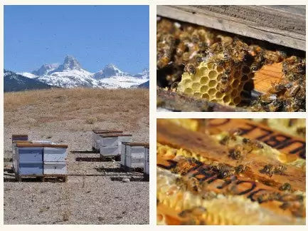 RESTOCKED: 5 lb Beaverhead Creamy Clover Honey Bucket from Montana