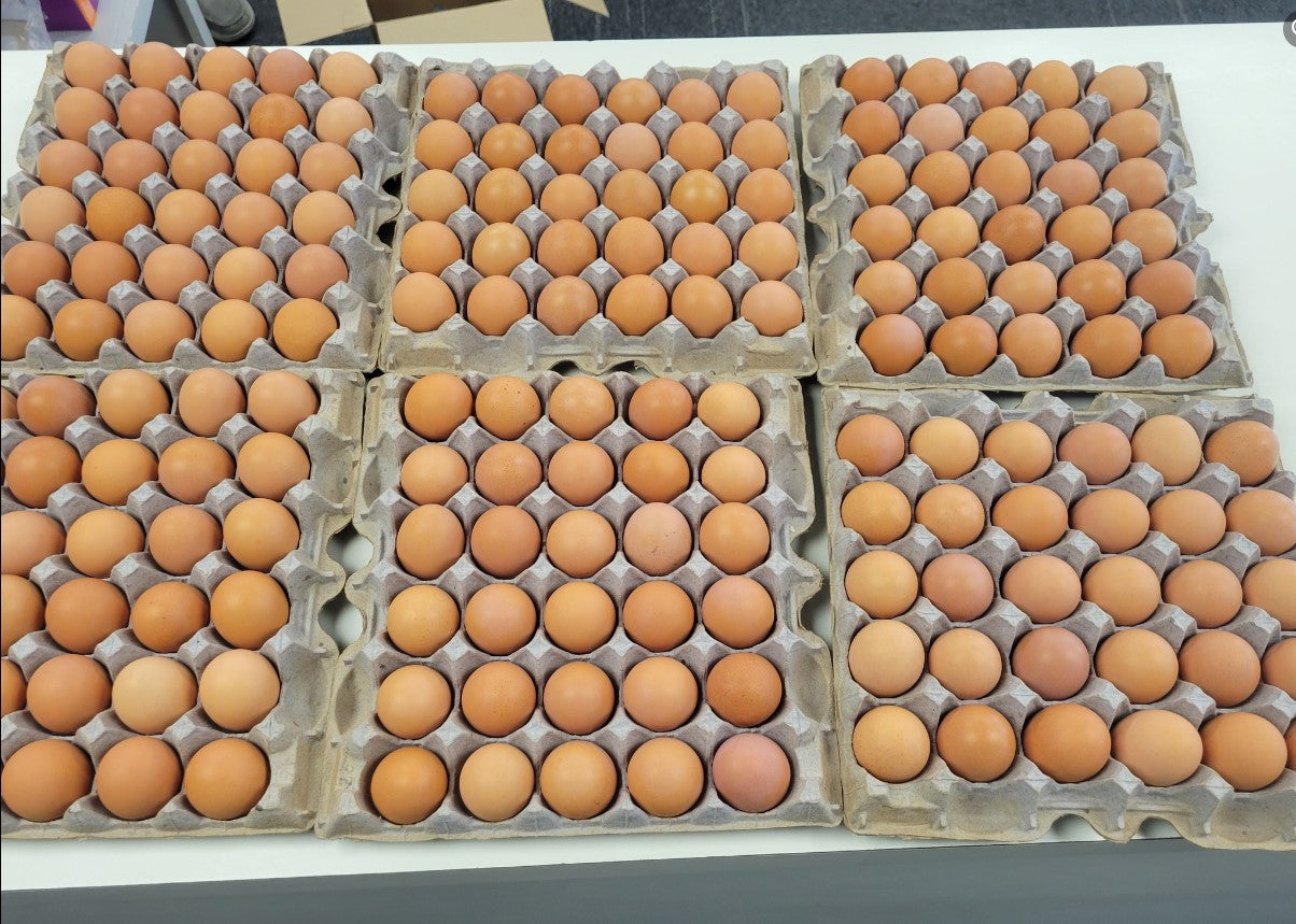 RESTOCKED: 15 Doz. Organic Free Range Large Brown Eggs,180 ct.  from Organic Valley